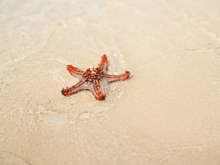 Close-Up Photo of a Starfish on the Shore